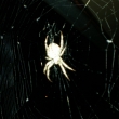 Brodsk� tarantule - J�lie